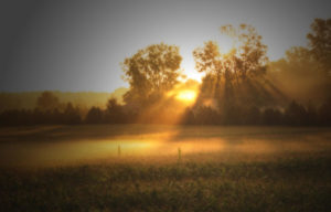 morning-sunrise-on-the-cornfield-cathy-beharriell